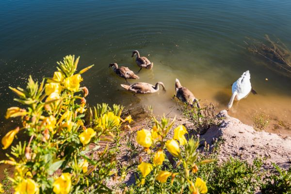 Vier Enten und eine Gans schwimmen auf einem See.